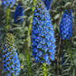40 Blue PRIDE OF MADEIRA Echium Candicans Fastuosum Nectar Flower Seeds