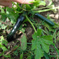 50 BLACK BEAUTY ZUCCHINI Summer Squash Cucurbita Pepo Vegetable Seeds