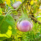 50 Organic Italian EGGPLANT ROSA BIANCA Solanum Melongena Esculentum Vegetable Seeds