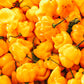 40 Yellow SCOTCH BONNET PEPPER very hot Jamaican Capsicum Chinense Vegetable Seeds