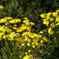 1000 DAHLBERG DAISY Thymophylla Tenuiloba Yellow Flower Seeds - aka Golden Fleece, Gold Carpet,  Shooting Star