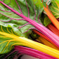 150 Mixed Colors NORTHERN LIGHTS  SWISS CHARD (Perpetual Spinach) Beta Vulgaris Cicla Vegetable Seeds
