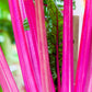 40 PINK LIPSTICK SWISS CHARD Vegetable Seeds Perpetual Spinach Beta Vulgaris Seeds