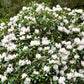 50 MIXED HYBRIDS RHODODENDRON spp. Mixed Colors - Red, Pink, Purple, White, Yellow, Orange Flower Sun or Shade Bush Shrub Seeds