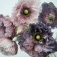 50 Organic AMAZING GREY POPPY Papaver Rhoeas Silvery Gray Flower Seeds