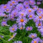 50 Blue EAST INDIES ASTER Tongolensis Flower Seeds
