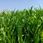 50 Organic BLACK AMBER SORGHUM Sugar Cane Sorghum Bicolor Grain Vegetable Seeds