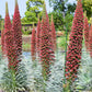 25 TOWER OF JEWELS Red Bugloss Echium Wildpretii Ruby Hummingbird Flower Seeds