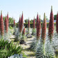 25 TOWER OF JEWELS Red Bugloss Echium Wildpretii Ruby Hummingbird Flower Seeds