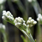 150 White PUSSYTOES Cats Paws Antennaria Flower Seeds