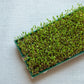100 BLACK LENTIL Bush Lens Culinaris Vegetable Legume Sprouts Seeds