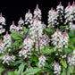 20 HEARTLEAF FOAMFLOWER White & Pink Tiarella Wherryi Coolwort Flower Seeds