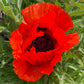 500 ORIENTAL RED Mix POPPY Papaver Orientale Flower Seeds