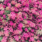 150 MIXED SEDUM Stonecrop Succulent Groundcover Red White Yellow Pink Purple Flower Seeds