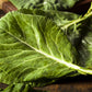 250 VATES COLLARDS Collard Greens Brassica Oleracea Acephala Vegetable Seeds