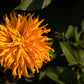300 Burpeeana Giant Mix CACTUS FLOWERED ZINNIA Elegans Flower Seeds