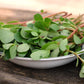 300 Organic GOLDEN PURSLANE Portulaca Sativa Vegetable Herb Yellow Flower Seeds