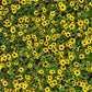150 YELLOW CREEPING ZINNIA Sanvitalia Procumbens Seeds