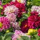 50 EARLY BIRD DAHLIA Mixed Colors Flower Seeds