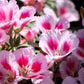 500 Pink FAREWELL TO SPRING Clarkia Elegans Godetia Flower Seeds