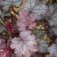 50 Palace Purple HEUCHERA / CORAL BELLS Micrantha Flower Seeds
