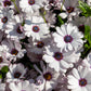 50 WHITE AFRICAN Cape DAISY Dimorphotheca Sinuata Flower Seeds