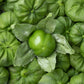 200 GRANDE Rio VERDE TOMATILLO Green Physalis Ixocarpa Vegetable Seeds