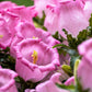 100 MIXED CANTERBURY BELLS - Crown Mix Campanula Medium Flower Seeds
