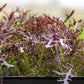 200 RED Streaked MIZUNA MUSTARD Japanese Greens Brassica Juncea Vegetable Seeds