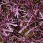 200 RED Streaked MIZUNA MUSTARD Japanese Greens Brassica Juncea Vegetable Seeds