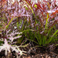 200 RED Streaked MIZUNA MUSTARD Japanese Greens Brassica Juncea Vegetable Seeds