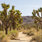 5 JOSHUA TREE Palm Tree Yucca Brevifolia White Flowers Cactus Succulent Seeds