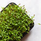 250 LEISURE CILANTRO / CORIANDER Coriandrum Sativum Herb Vegetable Seeds