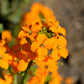 500 SIBERIAN WALLFLOWER Erysimum Cheiranthus Allionii Orange Flower Seeds