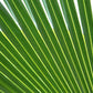 5 GREEN SAW PALMETTO Serenoa Repens American Dwarf Palm Tree Shrub Edible Fruit Sun or Shade Seeds