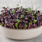 300 PURPLE PLUM RADISH Raphanus Sativus White Flesh Root Vegetable Seeds