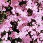 500 Oculata MIXED COLORS VISCARIA (Rose of Heaven / Rose Angel) Silene Coeli-Rosa Flower Seeds