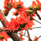 10 RED SILK COTTON Tree Bombax Ceiba Kapok Tropical Flower Seeds