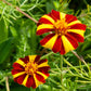 100 COURT JESTER MARIGOLD French Tagetes Patula Nana Red Yellow Striped Flower Seeds