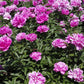 5 GARDEN PEONY Paeonia Lactiflora Red Pink White Mix Chinese Peony Flower Seeds