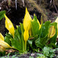 10 Yellow SWAMP LANTERN Moist Lysichiton Americanus Skunk Cabbage Flower Seeds
