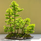 25 JAPANESE LARCH TREE Conifer Pine Cones Bonsai Larix Kaempferi Seeds