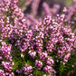 100 Scotch TRUE HEATHER Shrub Scot's Purple Pink Flower Calluna Vulgaris Seeds