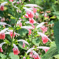 30 CORAL NYMPH SALVIA Coccinea Hummingbird Sage Flower Seeds