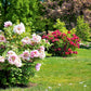 10 TREE PEONY Mountain Paeony Paeonia Suffruticosa Arborea Mixed Colors Red Pink White Purple Yellow Bicolor Flower Shrub Seeds