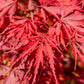 10 INABA SHIDARE MAPLE Weeping Red Laceleaf Japanese Acer Palmatum Dissectum Tree Seeds
