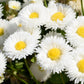500 Dwarf WHITE ENGLISH DAISY Bellis Perennis Flower Seeds