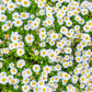 100 White DWARF CREEPING DAISY Chrysanthemum Paludosum Leucanthemum Flower Seeds