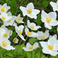 5 MADONNA ANEMONE Sylvestris White & Yellow Flower Seeds