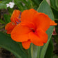 5 ORANGE CANNA LILY Indian Shot Arrowroot Canna Indica Flower Seeds